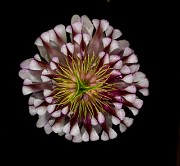 Trifolium productum - Shasta Clover 17-9026_1